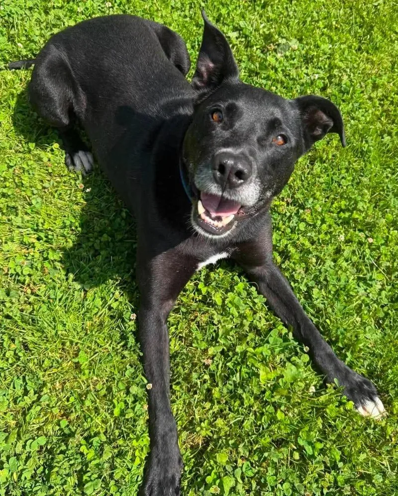 A young large-sized male Mixed Breed dog named Chief for adoption in Lagrange, IN