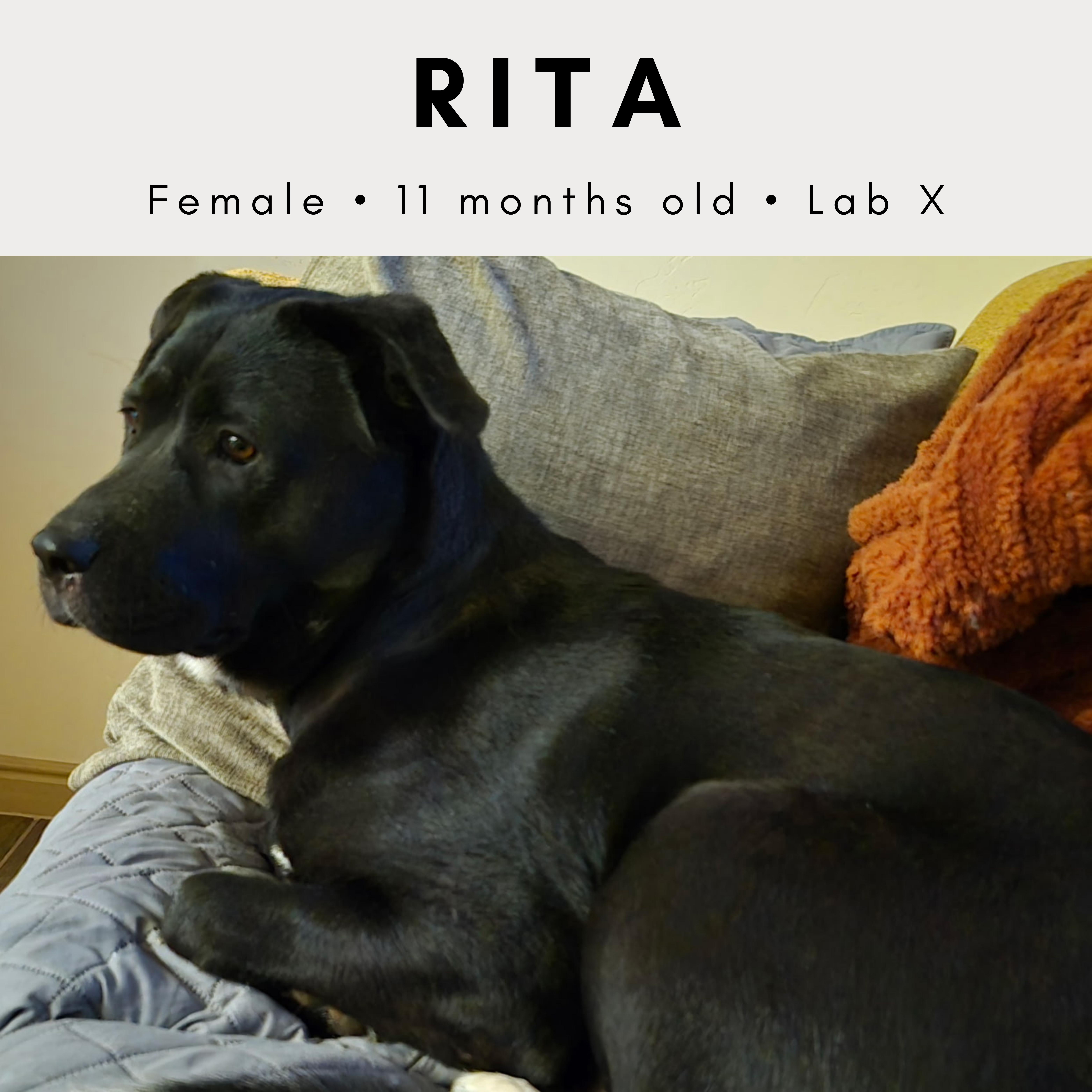 A young large-sized female Black Labrador Retriever dog named Rita for adoption in Tucson, AZ