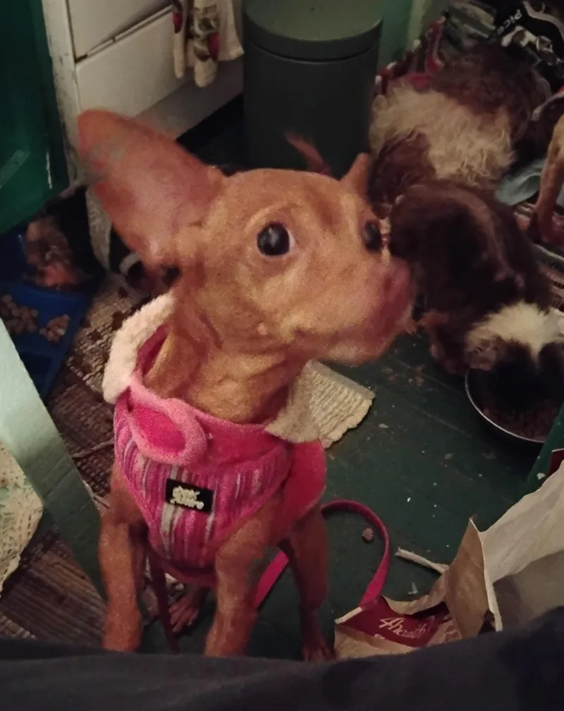 A senior small-sized female Golden Chihuahua dog named Lucerna for adoption in Central Valley, NY