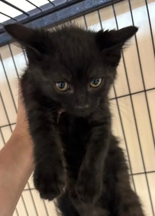 A baby small-sized male Black Domestic Medium Hair cat named Toothless for adoption in East Brunswick, NJ