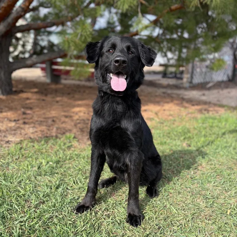 An adult large-sized male Black Labrador Retriever dog named Teo for adoption in Fargo, ND