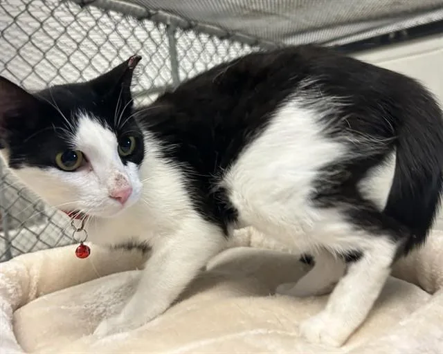 An adult medium-sized female Domestic Short Hair cat named Ventress for adoption in Olathe, KS
