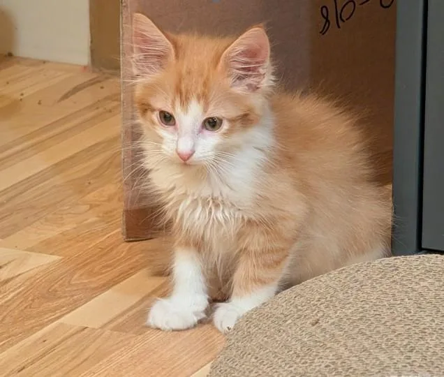 A baby small-sized male Domestic Short Hair cat named Rusty for adoption in Brighton, CO