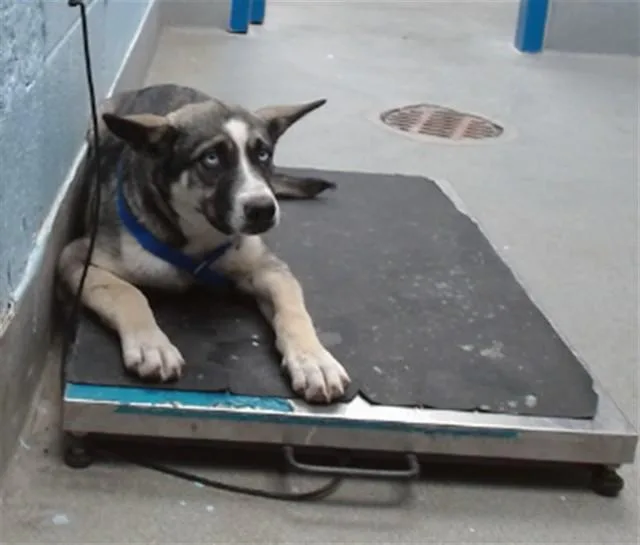 A young medium-sized female Husky dog named Avon for adoption in Albuquerque, NM