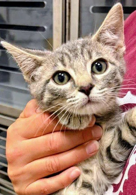 A baby medium-sized male Domestic Short Hair cat named Caspien for adoption in Waverly, TN