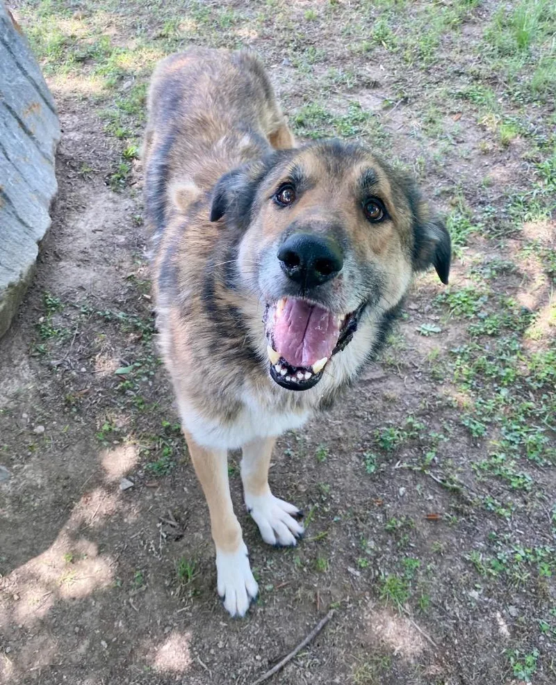 A senior large-sized male Irish Wolfhound dog named Tane for adoption in Little Rock, AR
