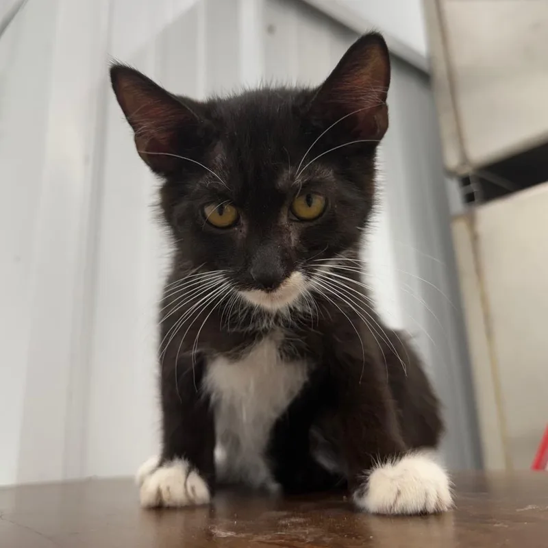 A baby small-sized male Black Domestic Short Hair cat named Phoenix for adoption in Richmond, MO
