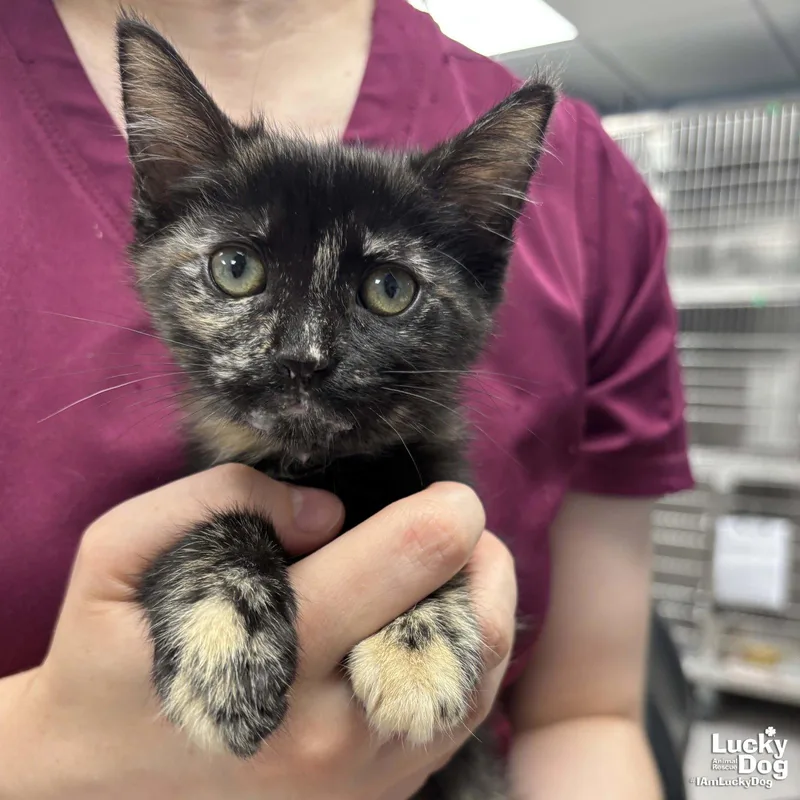 A baby medium-sized female Domestic Short Hair cat named Aconda for adoption in Washington, DC