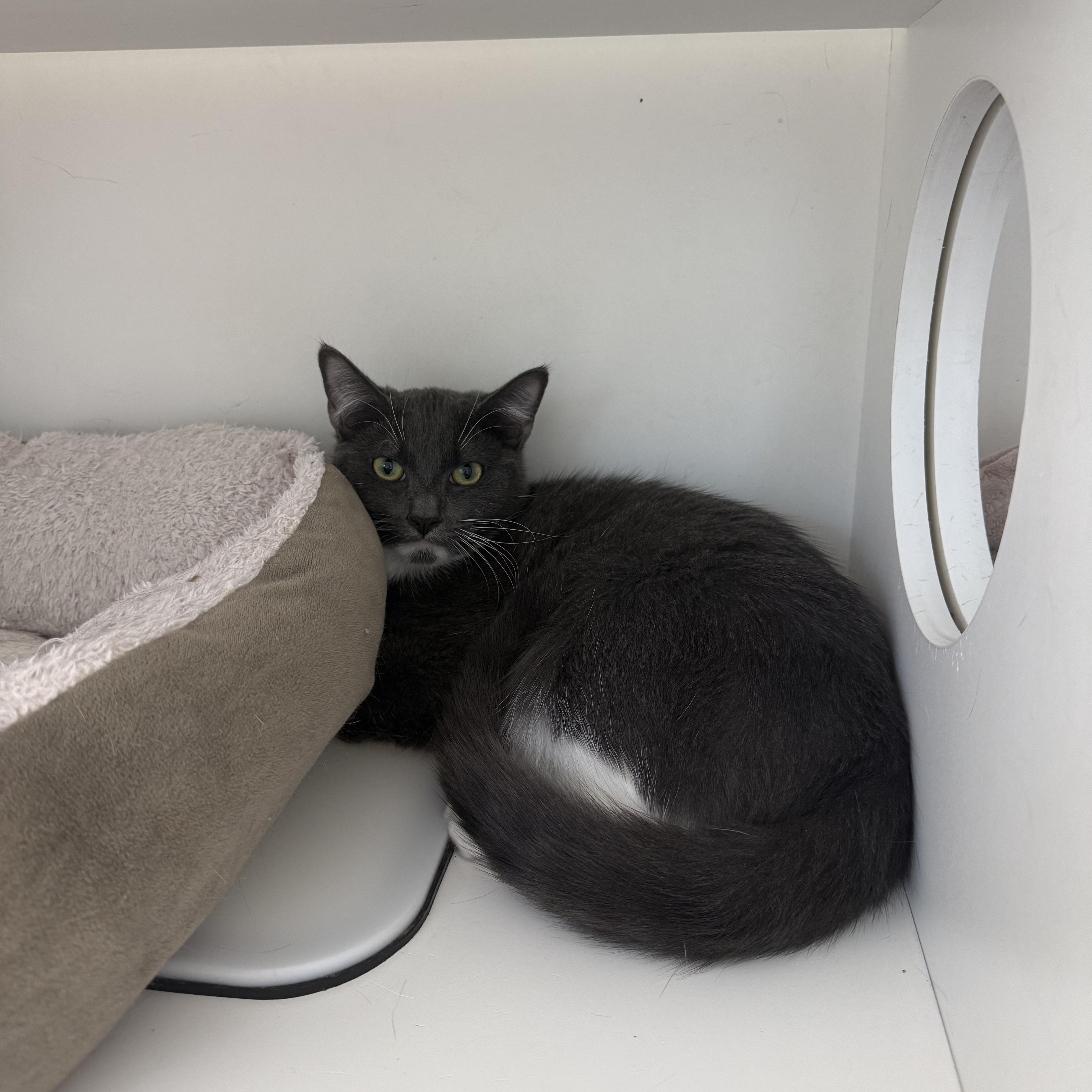 A young medium-sized male Gray & White Domestic Short Hair cat named Caramel Macchiato for adoption in Antioch, CA