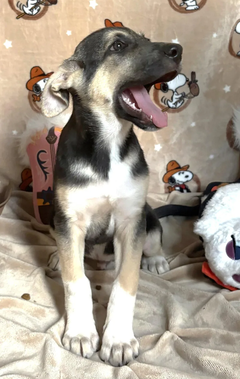 A baby large-sized male Shepherd dog named Jigsaw for adoption in Wetumpka, AL