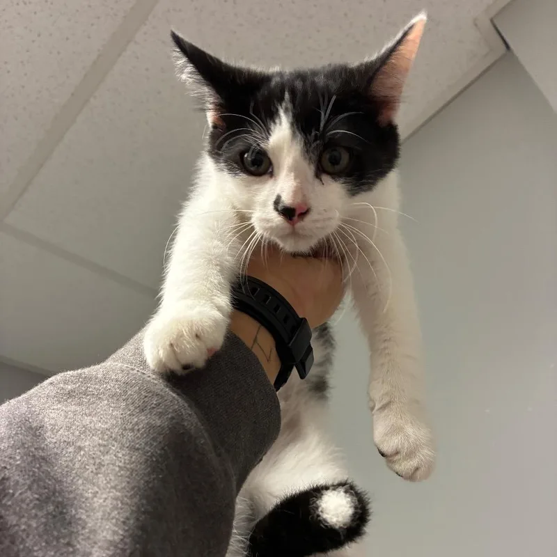 A baby medium-sized male Black Domestic Short Hair cat named Lillyan for adoption in Chattanooga, TN