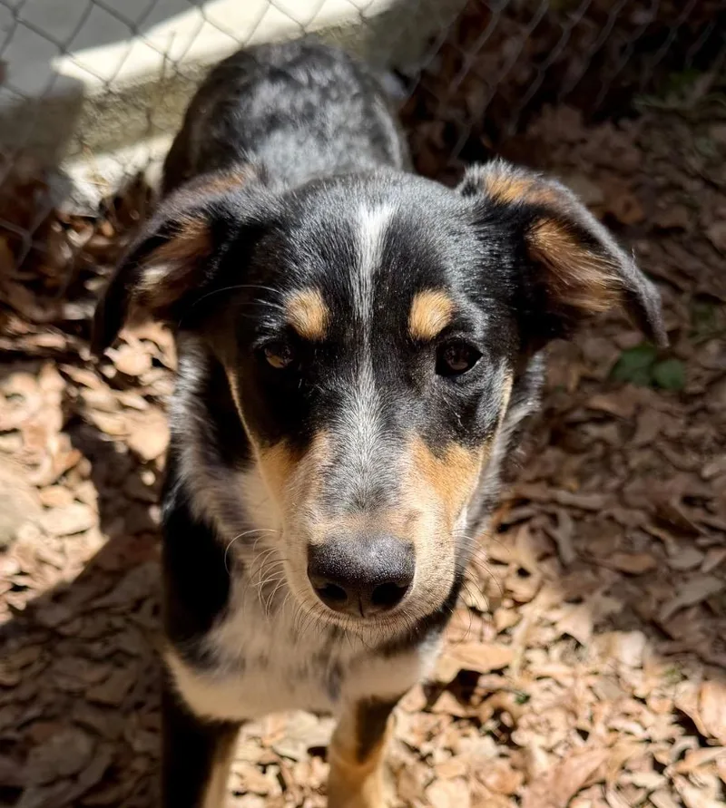 A baby medium-sized male Border Collie dog named Romeo for adoption in Gilmer, TX