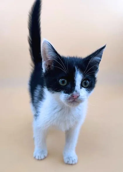A young small-sized female Domestic Short Hair cat named Sydney for adoption in Dahlonega, GA