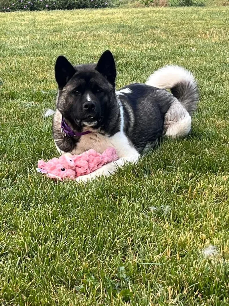 A young large-sized female Akita dog named Ally for adoption in Chicago, IL