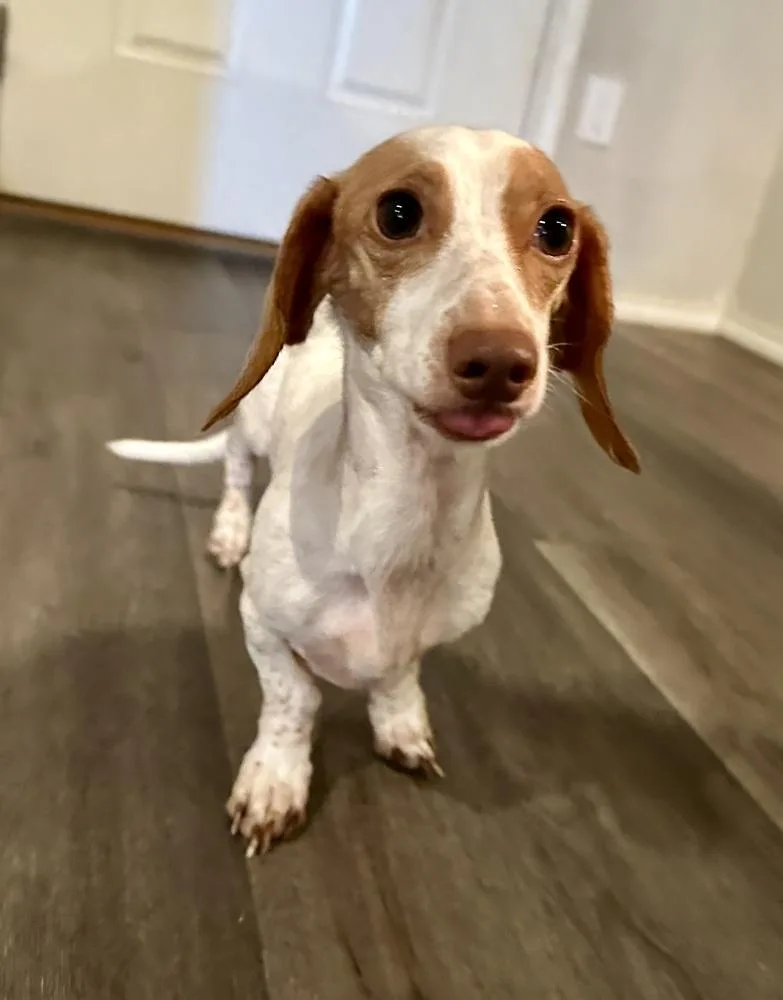 A young small-sized male Dachshund dog named Casper for adoption in Shawnee, OK