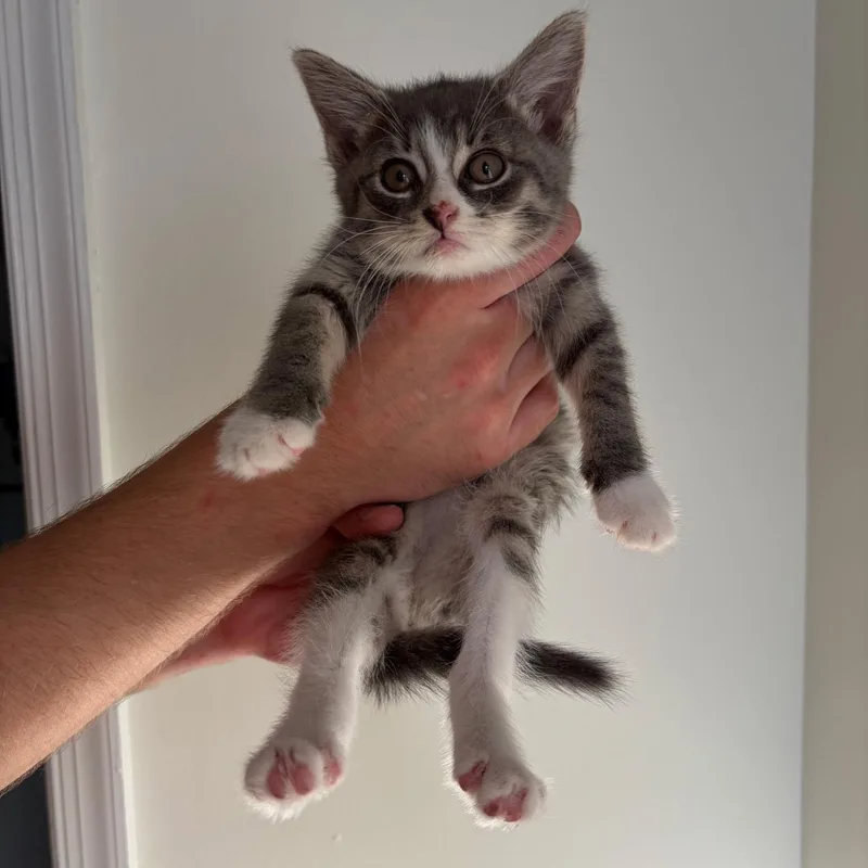 A baby medium-sized male Tabby (Gray / Blue / Silver) Domestic Short Hair cat named Og for adoption in Morristown, NJ