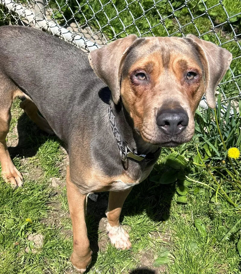 An adult large-sized female Bicolor Coonhound dog named Nana for adoption in Neillsville, WI