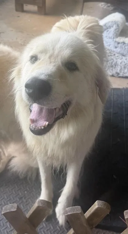 An adult large-sized female Great Pyrenees dog named Dog for adoption in Gastonia, NC