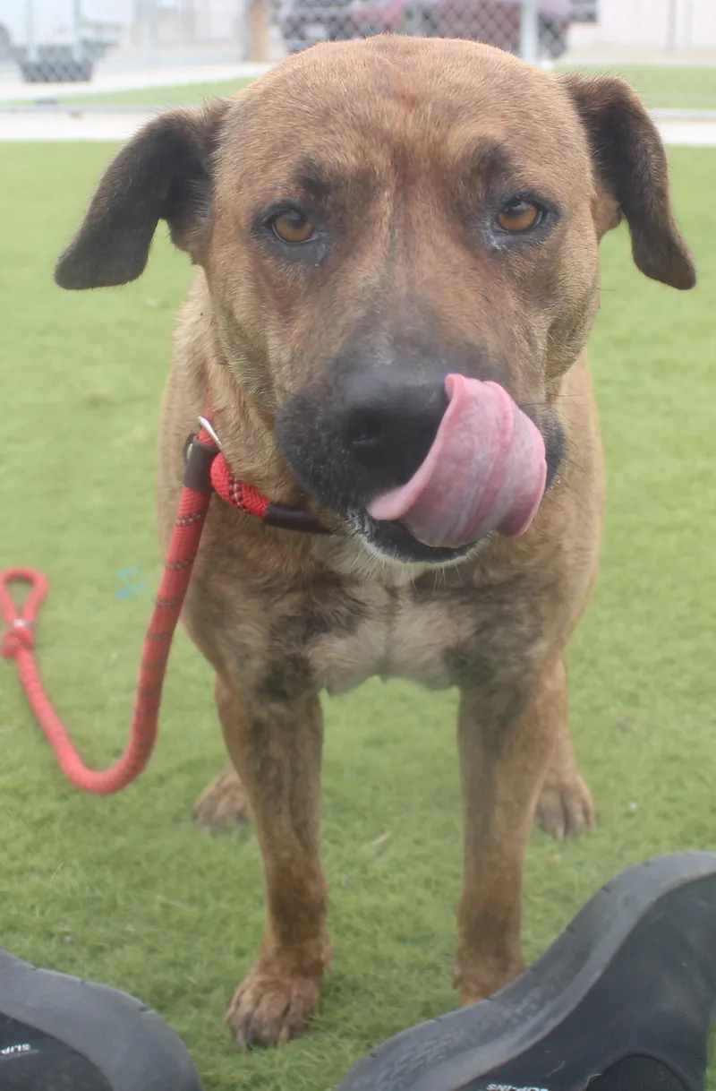 An adult medium-sized female Brindle Pit Bull Terrier dog named Josie for adoption in Wasco, CA