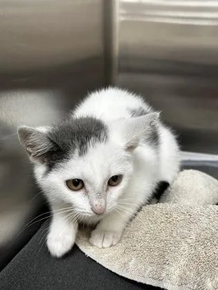 A baby small-sized female Domestic Medium Hair cat named Caramel for adoption in Westland, MI