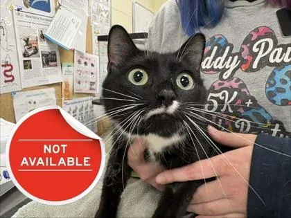 An adult medium-sized female Domestic Short Hair cat named Alice for adoption in Lowell, MA