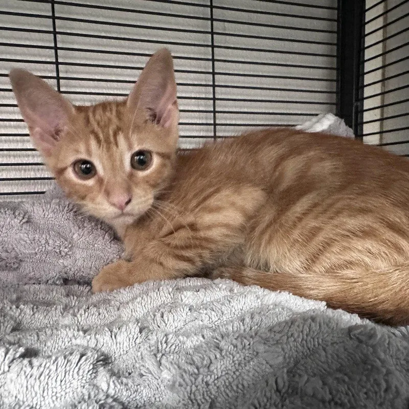 A baby medium-sized female Orange / Red Domestic Short Hair cat named Awkwafina for adoption in Dallas, TX