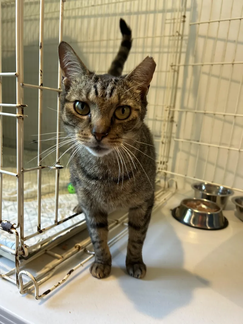 An adult medium-sized male Tabby (Brown / Chocolate) Domestic Short Hair cat named Auggie for adoption in Southold, NY