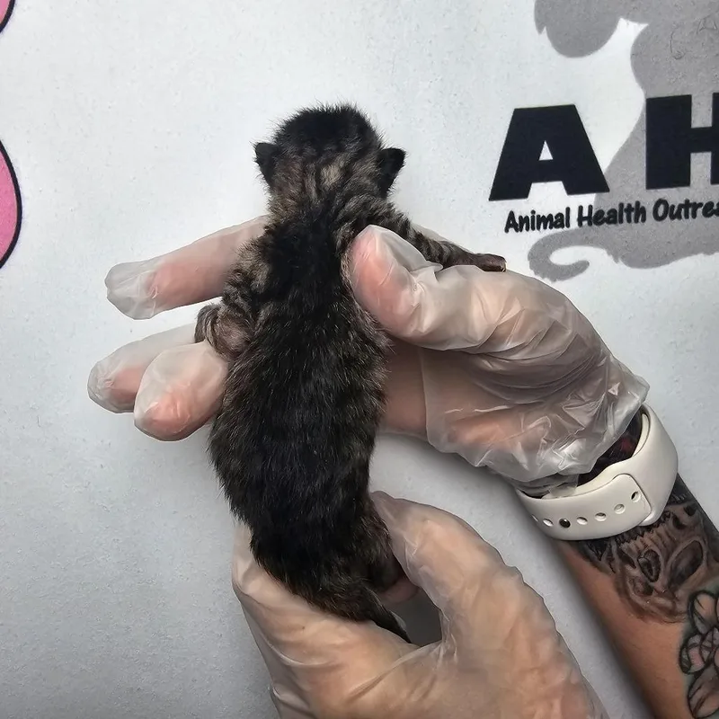 A baby small-sized male Brown / Chocolate American Shorthair cat named MC Fluff for adoption in Milton, FL
