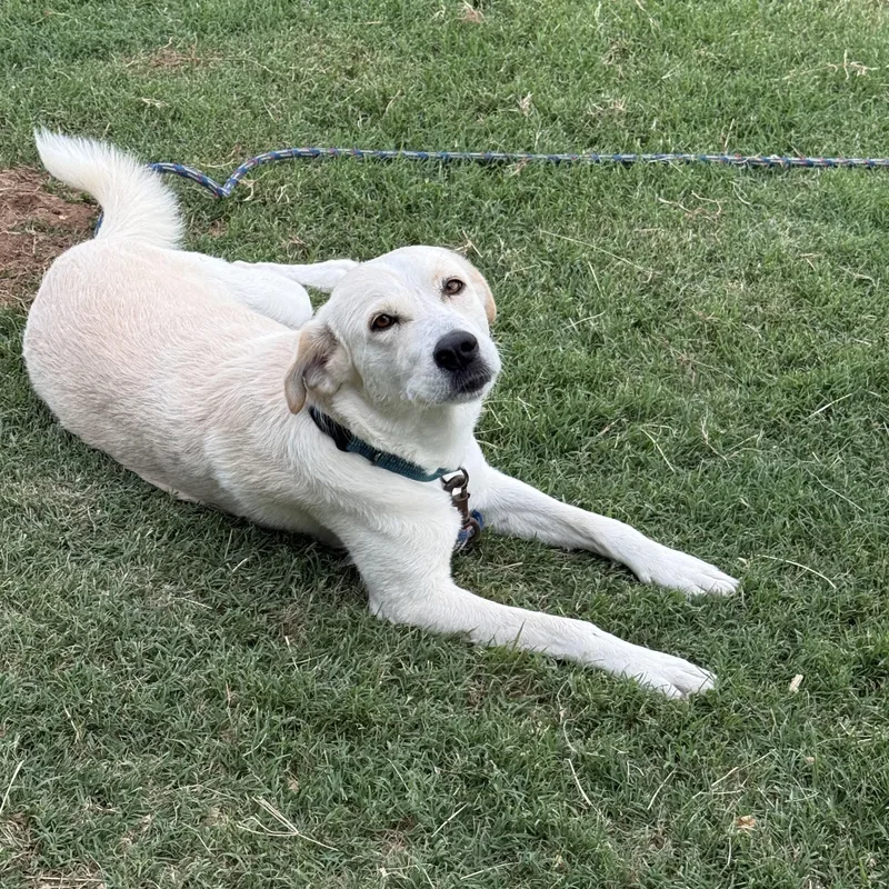 A young large-sized female Apricot / Beige Yellow Labrador Retriever dog named Sunday for adoption in Sadler, TX