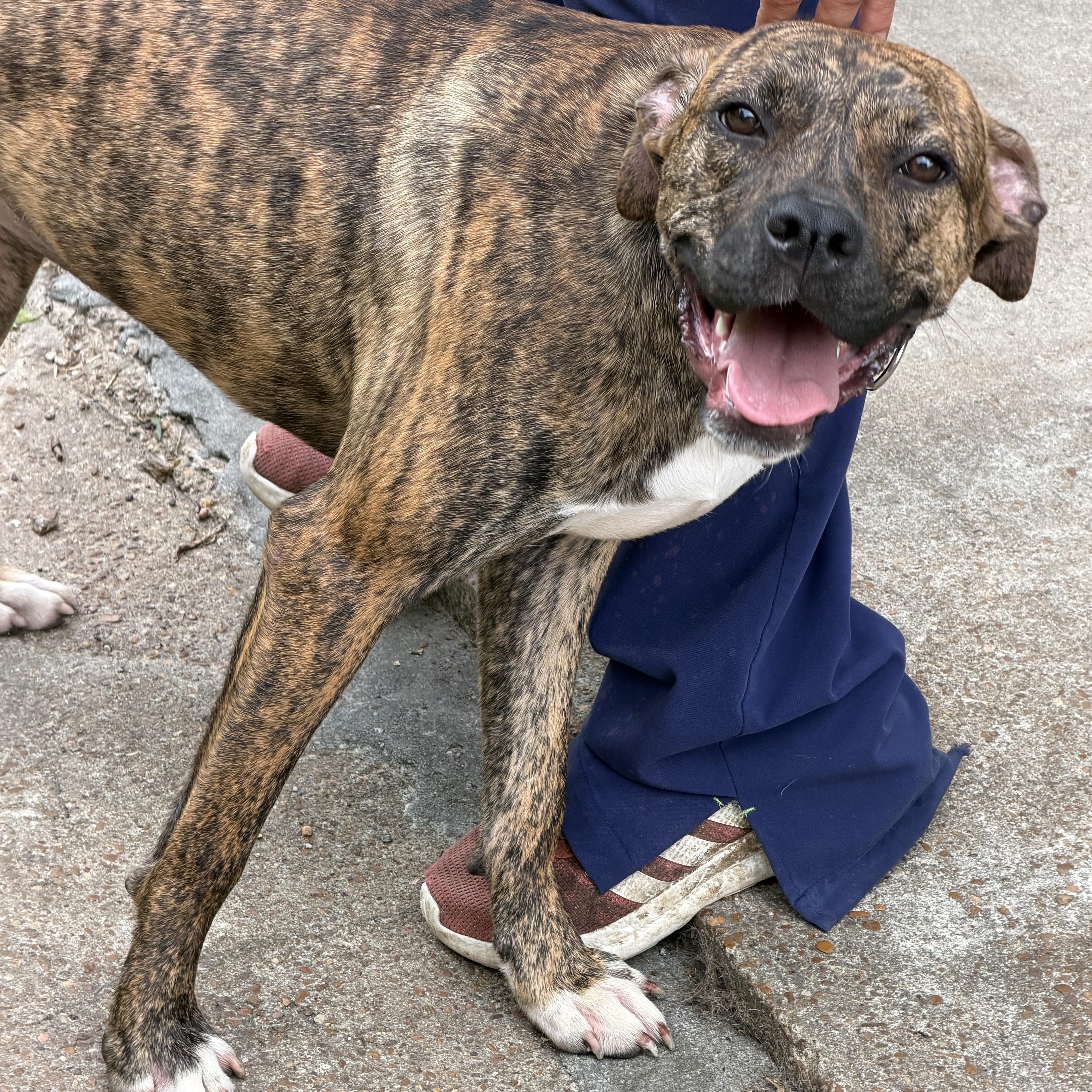 A young medium-sized female Brindle Boxer dog named Biscuit for adoption in Memphis, TN