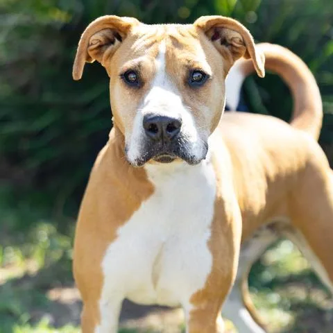 An adult large-sized female Pit Bull Terrier dog named Flocka for adoption in Camarillo, CA