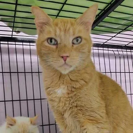 An adult medium-sized male Orange / Red Domestic Short Hair cat named Pumpkin Pie for adoption in Davenport, IA