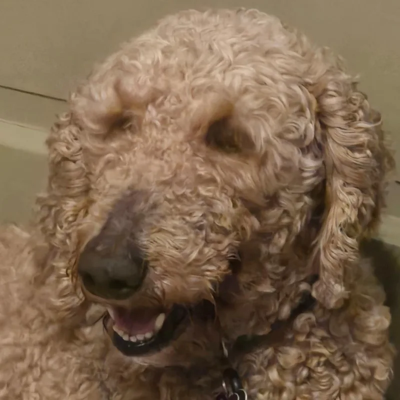 Lacey