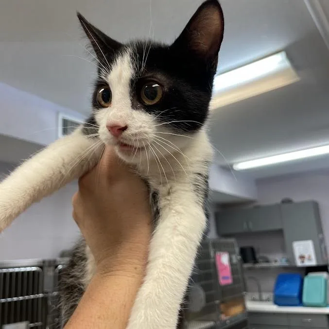 A baby medium-sized male Black Domestic Short Hair cat named Heart for adoption in Port Charlotte, FL