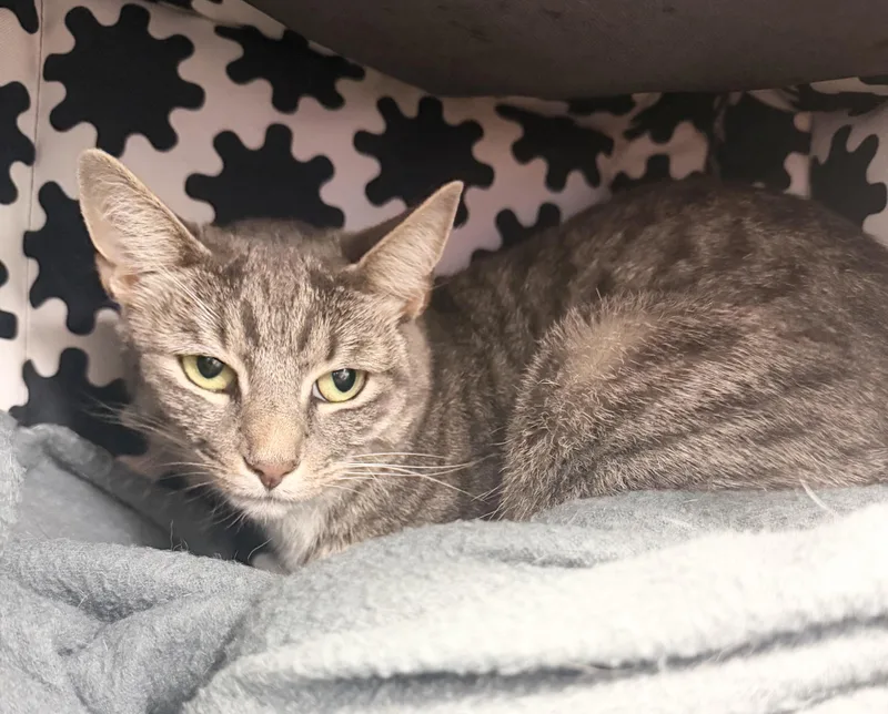 A young medium-sized female Gray & White Domestic Short Hair cat named Ellie for adoption in Hudson, NY