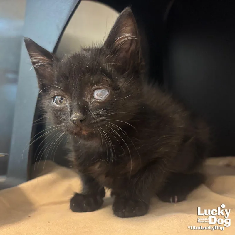 A baby medium-sized male Black Domestic Short Hair cat named Poe for adoption in Washington, DC