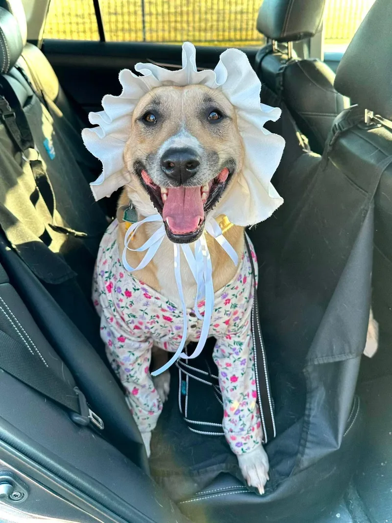A young medium-sized female Apricot / Beige Pit Bull Terrier dog named Julia for adoption in Bar Nunn, WY