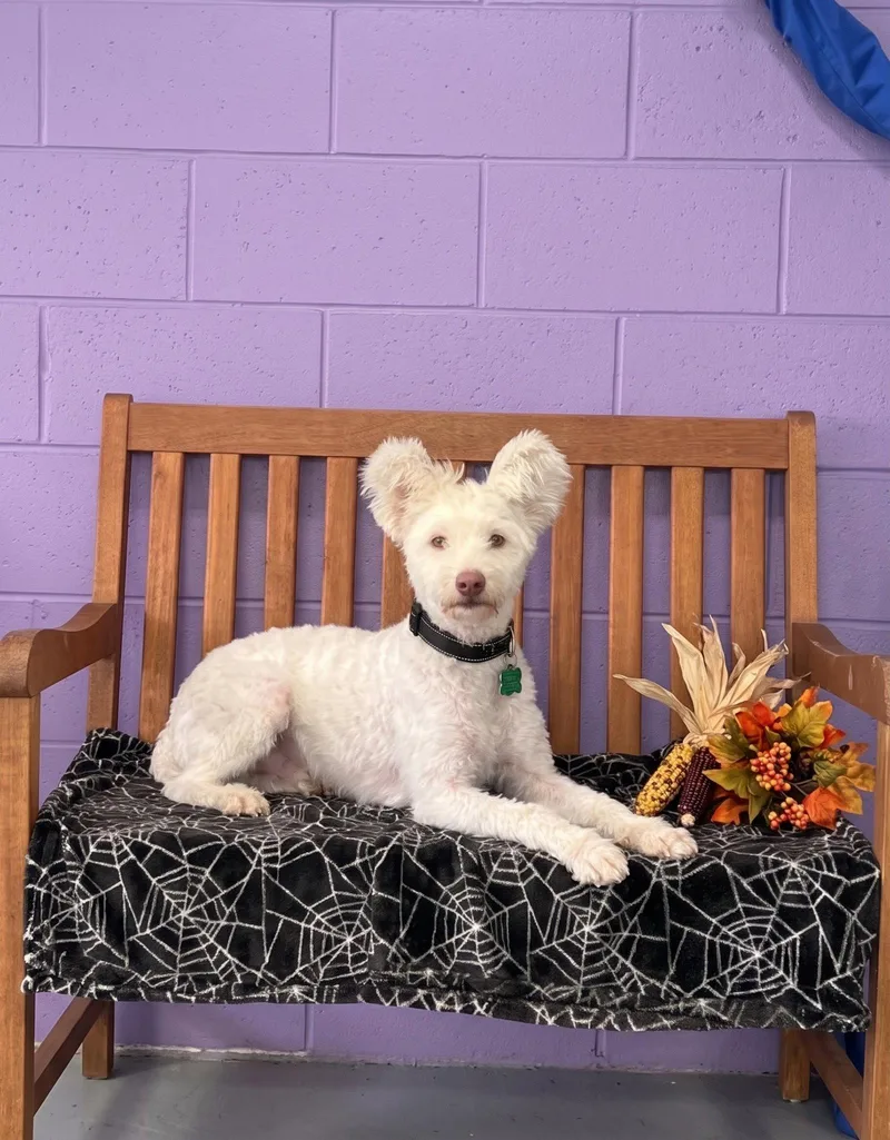A young small-sized male Standard Poodle dog named Tito for adoption in North Prairie, WI