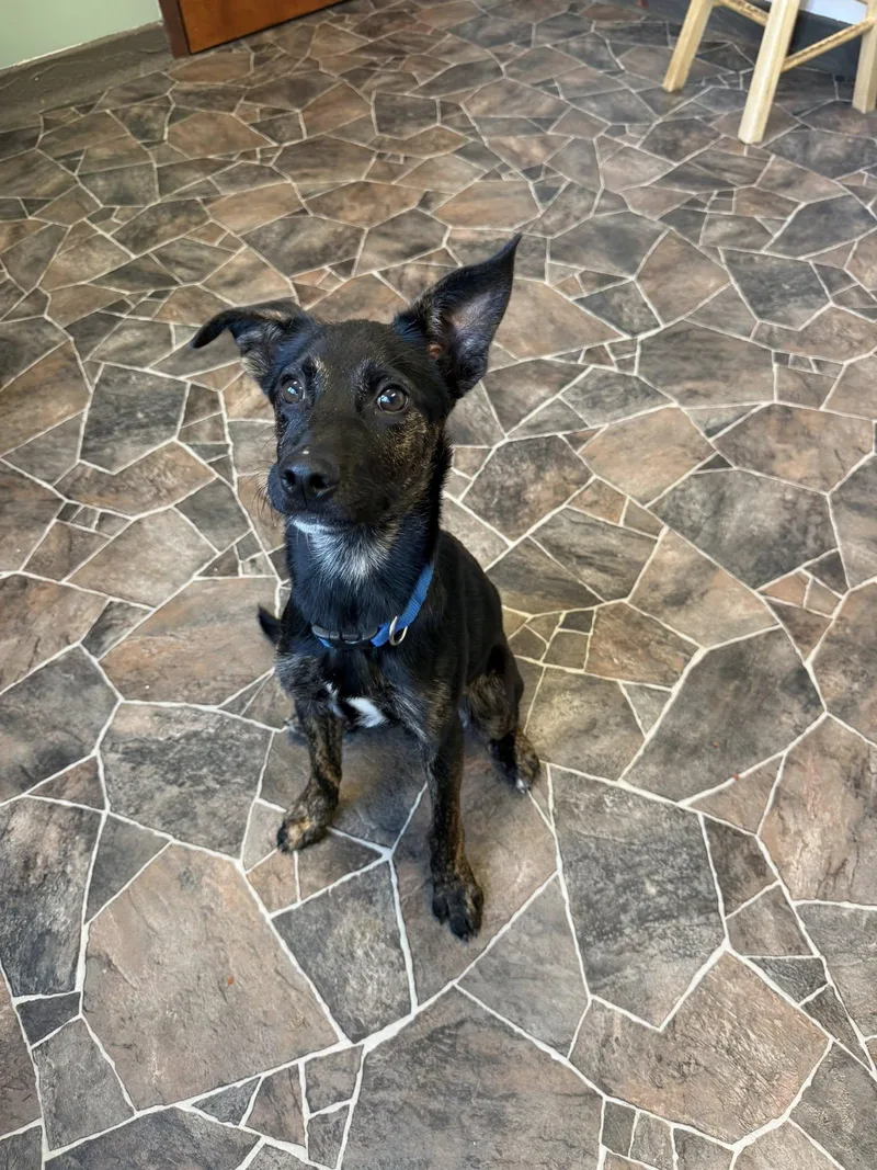 A baby medium-sized male Tricolor (Brown, Black, & White) Terrier dog named Roach for adoption in Sterling Heights, MI