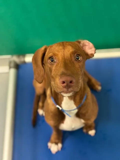 A baby small-sized male Vizsla dog named A for adoption in Visalia, CA