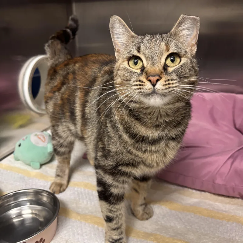An adult medium-sized female Domestic Short Hair cat named Mabel for adoption in Charleston, SC