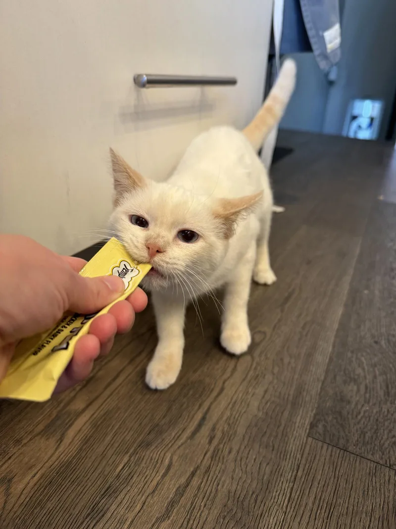 Rooney thumbnail 3