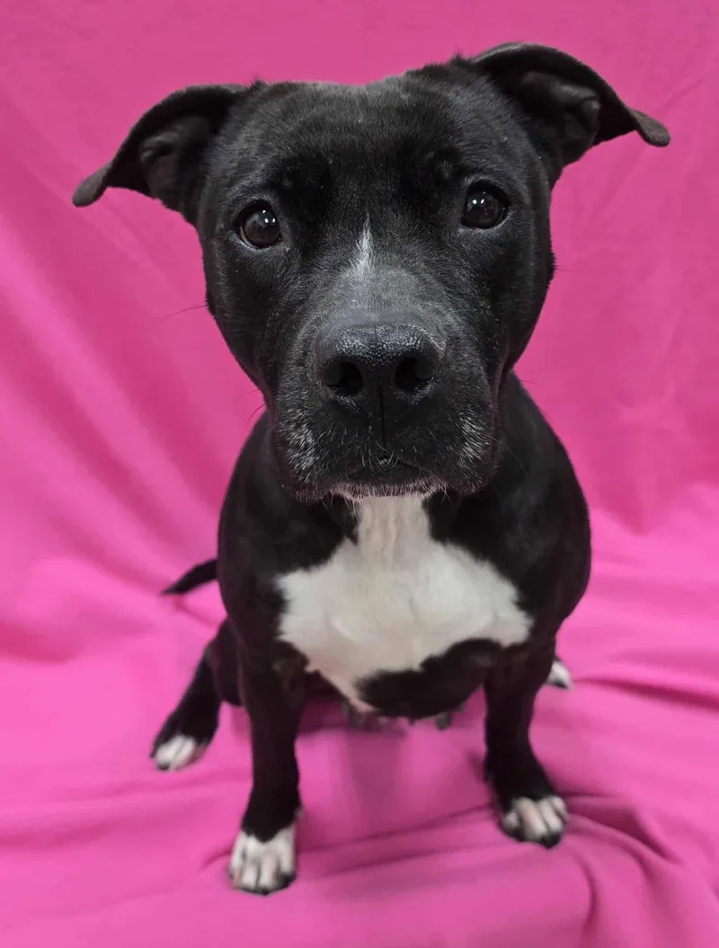 Olivia thumbnail 3
