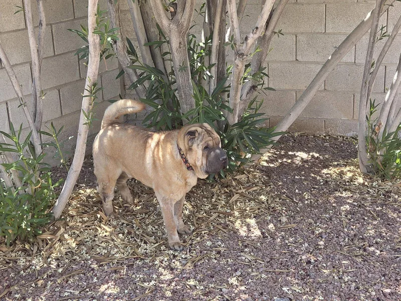 Zorro