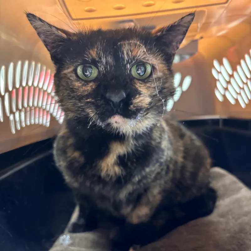 An adult medium-sized female Black Domestic Short Hair cat named Mama Emma for adoption in Mount Juliet, TN