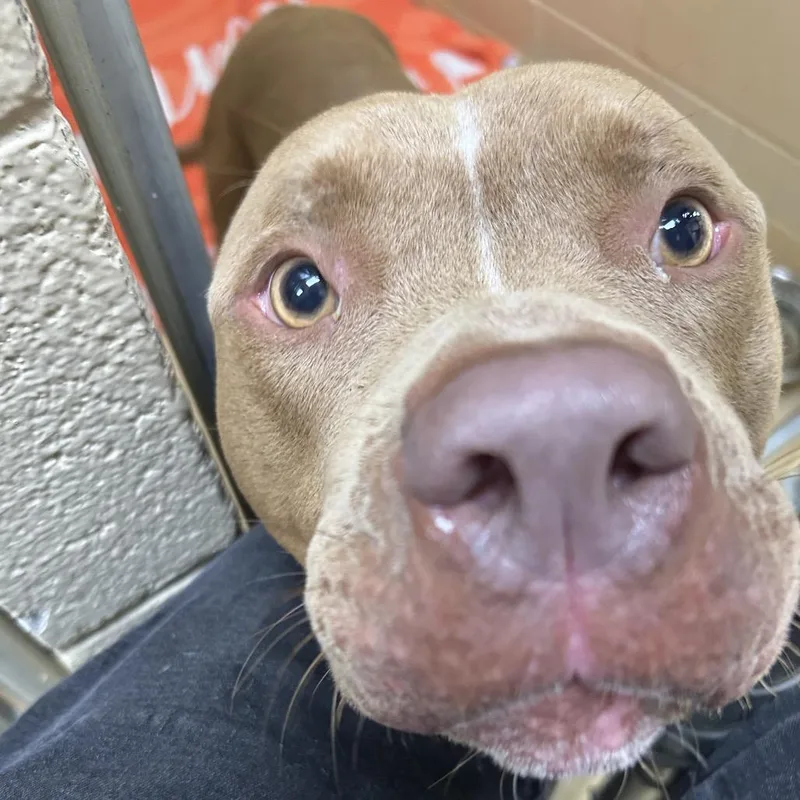 An adult large-sized male Yellow / Tan / Blond / Fawn Mixed Breed dog named Heavyfoot for adoption in Winston-Salem, NC