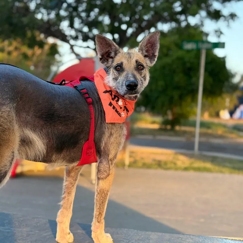 A senior medium-sized male German Shepherd Dog dog named Tex for adoption in Laredo, TX