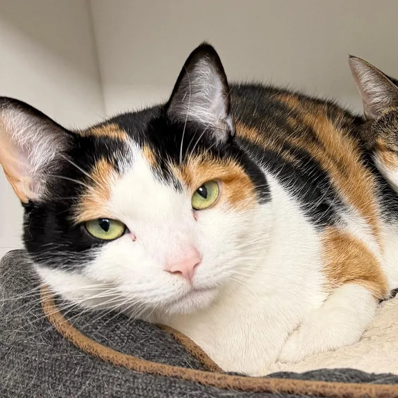 An adult small-sized female Calico Domestic Short Hair cat named Sunshine for adoption in Stillwater, OK