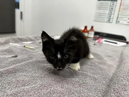 A baby small-sized male Black Domestic Short Hair cat named Ain't In LA for adoption in Kansas City, MO