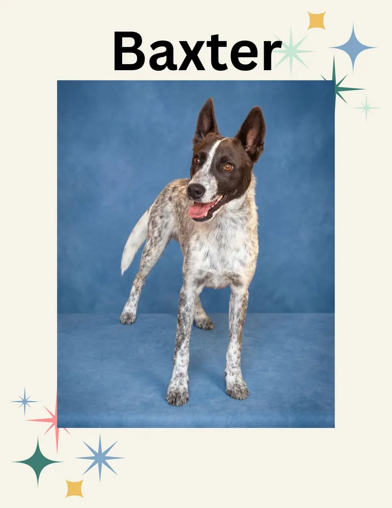 Baxter